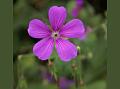 Erect Geranium